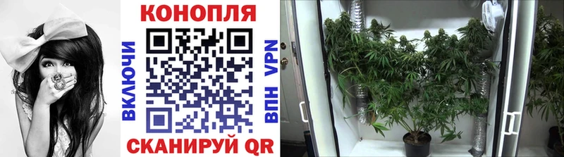 darknet наркотические препараты  купить наркоту  Моршанск  Марихуана SATIVA & INDICA 